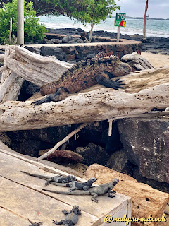 Iguanas in Isabella