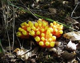 clip_image036