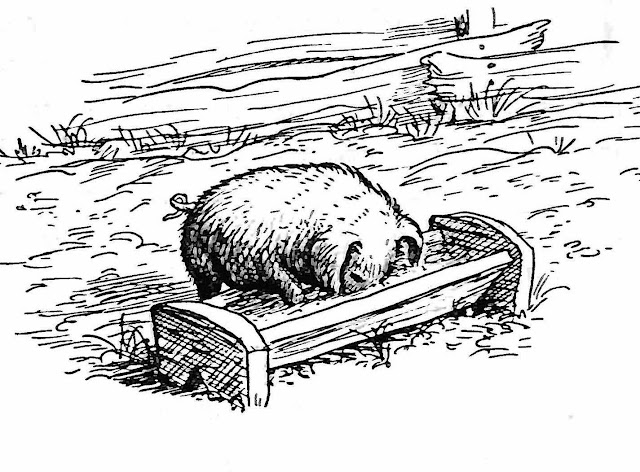 a Garth Williams illustration 1940s, a pig eating from a trough, Charlotte's Web