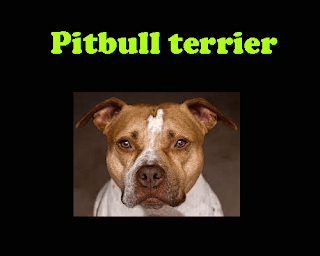 Pitbull terrier