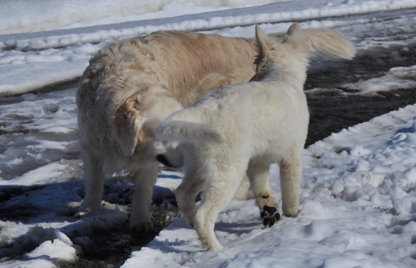 hvit gjeterhund golden retriever