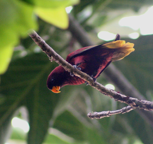 Pohnpei lorisi