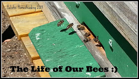 Beekeeping 2014