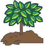 arbolplantgif