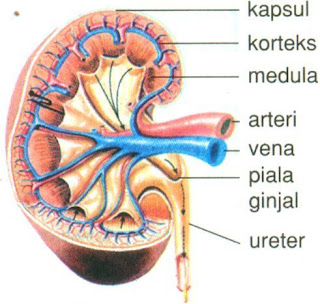  Tubuh manusia merupakan tempat berlangsungnya berbagai proses metabolisme Nih Sistem Ekresi Pada Manusia