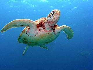 turtles animal under sea wallpaper