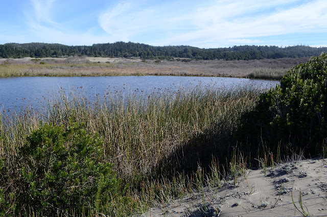 more water and cattails perhaps