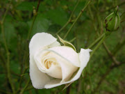 ROSE BLANCHE (sany )