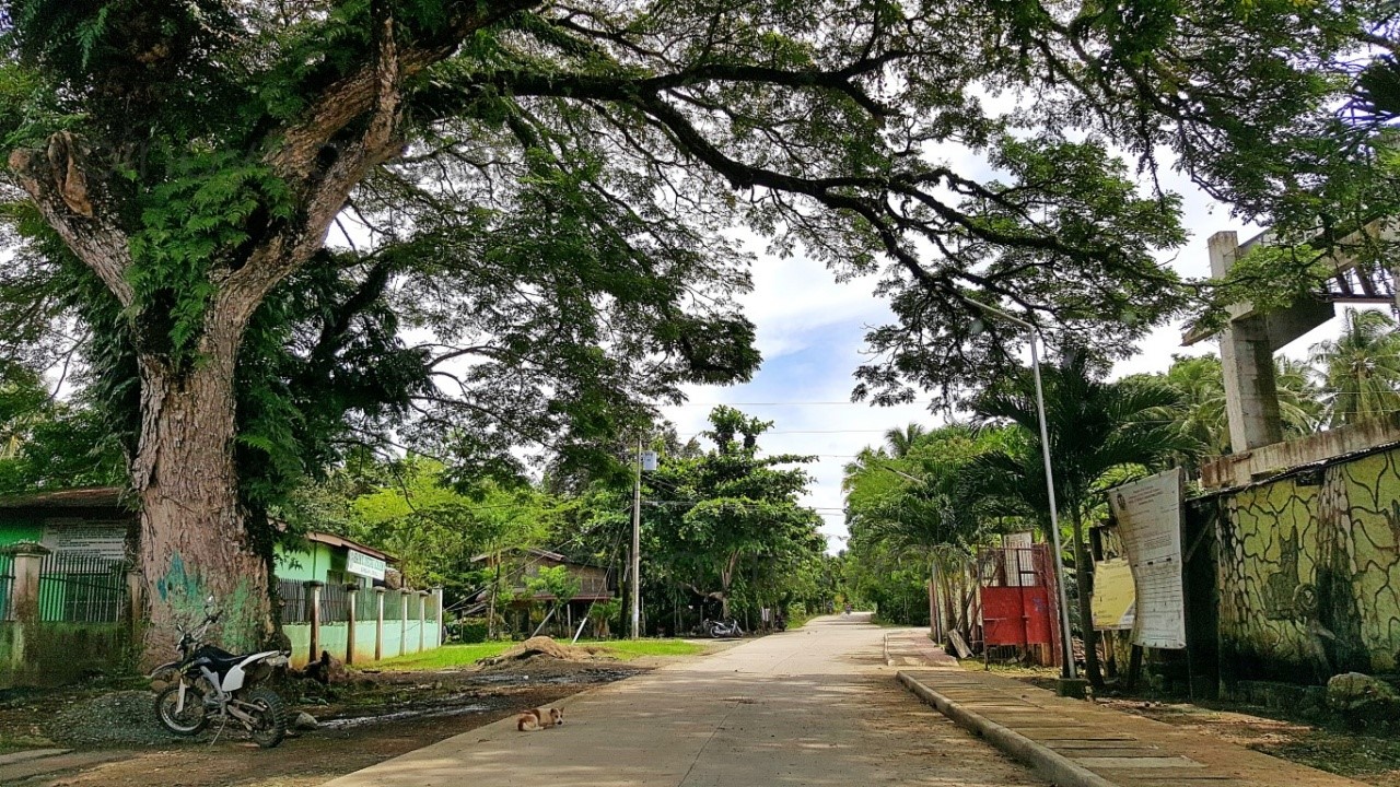 big tree outside of St. Joseph Parish Church of Candijay, Bohol