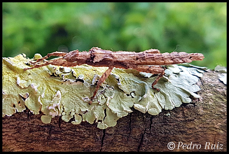 Ninfa hembra L4 de Hesperophasma sp. "La Cienaga", 3,3 cm de longitud