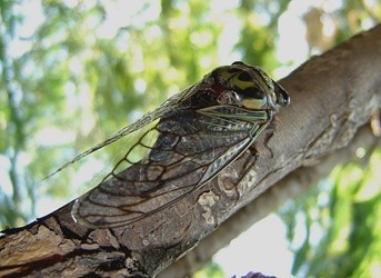 Cicala