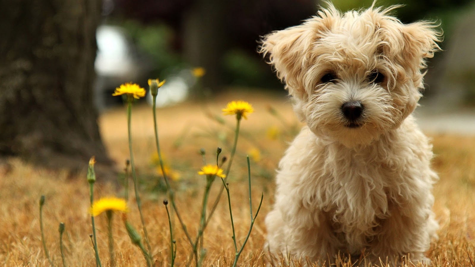 HD Wallpapers  Fine cute  dog baby  dog hd wallpapers  free 