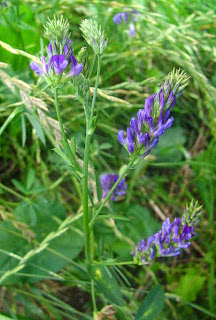 Imagen flor de alfalfa