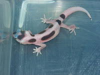 Black Hole Leopard Gecko2