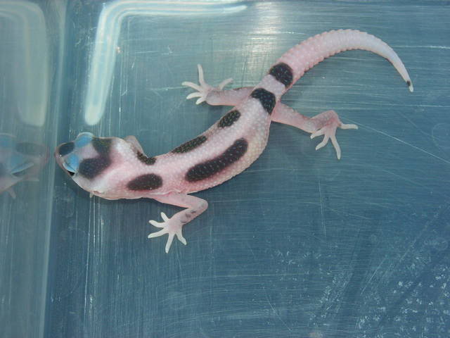 Black Hole Leopard Gecko2