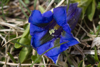 Photo of [Gentianaceae] Gentiana clusii.