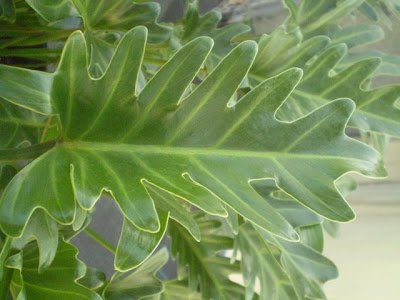 Philodendron xanadu photo