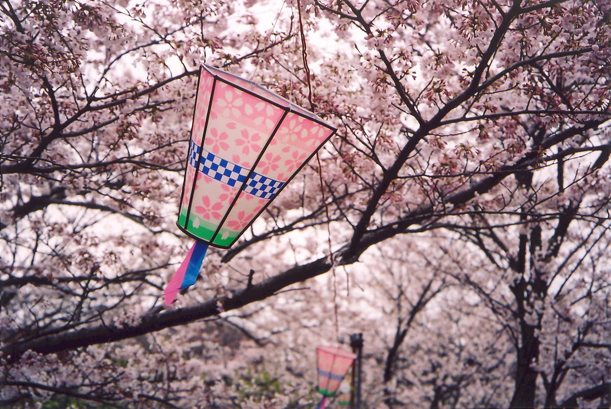 Luvscoop: Japans Flower Festival