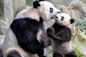 Jia Jia (嘉嘉 Jiā jiā) eases into her role as mum of first panda cub born here, posted on Sunday, 08 May 2022