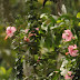 Rosaceae