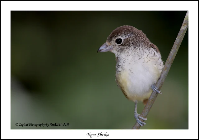 Tiger Shrike (Lanius tigrinus)