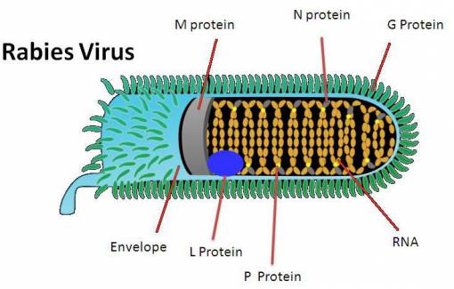 Causative agent of rabies is a virus that is transmitted through saliva and bites