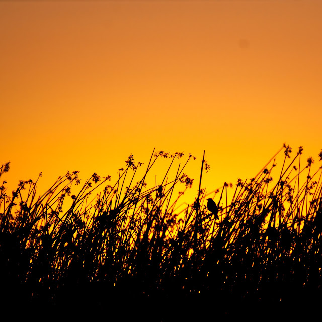 Birdwatching and Nature Vic Fazio Yolo Bypass Wildlife Area