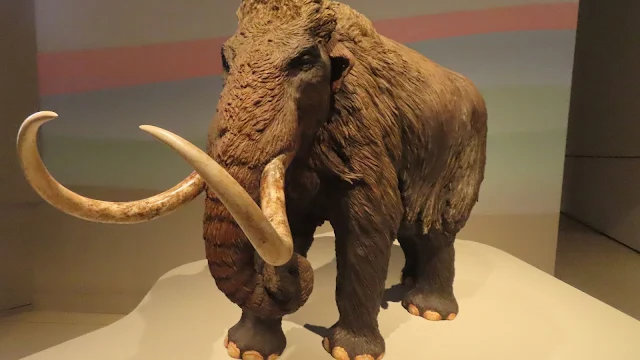 Un mamut. Exposición Caixa Forum.