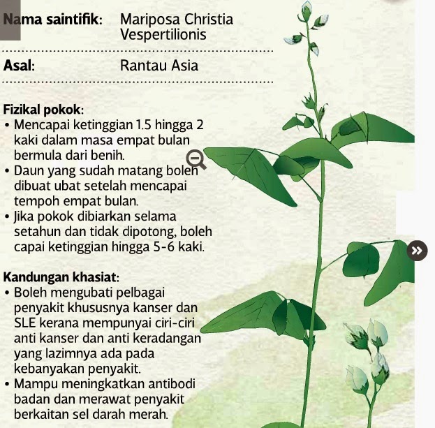 Herba Adalah Penawar Pelbagai Penyakit. : DAUN RERAMA 