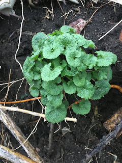 garlic mustard