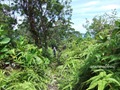 Pulau_Lakei_Bako_National_Park_19