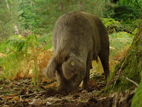 Un cochon sur le sentier de la châtaigne