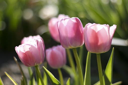types of flowers with meaning Pink Tulips Flowers | 512 x 341