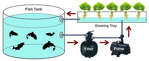 Aquaponic Gardening System