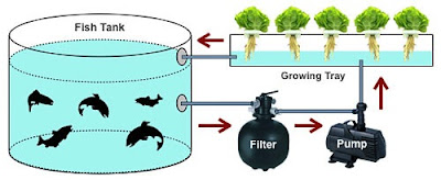 Aquaponic Gardening System