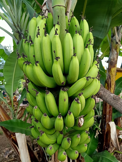 I spent a whole day with one of my family member who does the highly profitable tissue culture bananas farming in Kiriny’aga County, Kenya.