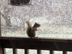 red squirrel