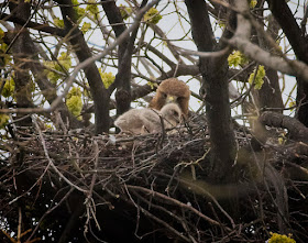 Red-tailed hawk Amelia and her chick in Tompkins Square