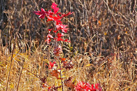 Crex Meadows "scarlet" oak?