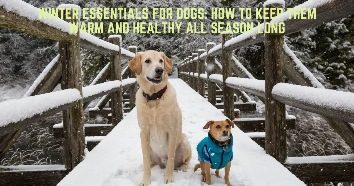 Dog winter preparation, Winter care for dogs, Cold weather dog tips