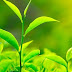 Las plantas nos dan vida