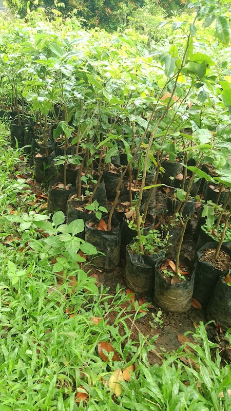 jual bibit pohon kelengkeng matalada yang bagus pontianak Dumai