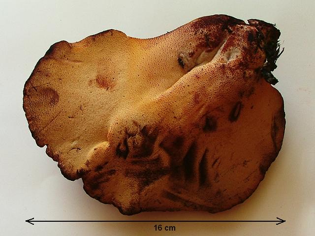 Fistulina hepatica