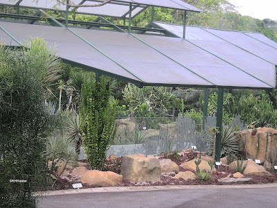 Cactus protected from rain, Singapore Botanic Garden