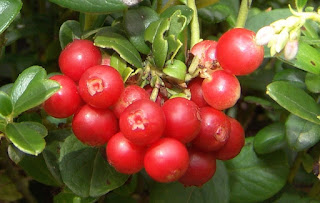 Плоды Vaccinium vitis-idaea