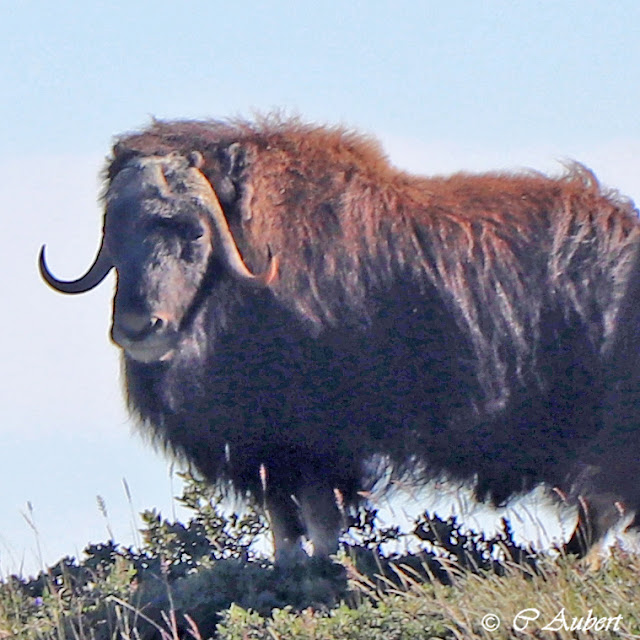 bœufs musqués,  Kangerlussuaq, Groenland