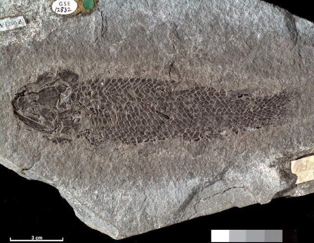  A fossil specimen of Osteolepis macrolepidotus Agassiz. A fossil fish. (Vertebrata, Pisces.) Quarry below High Water Mark near Verron, Bay of Skaill, Orkney, Scotland. Osteolepis macrolepidotus is a crossopterygian fish from the Old Red Sandstone (Devonian). British Geological Survey Biostratigraphy Collection number GSE 12832. The lobe-finned fish distinguised by paired fins supported by scale-covered fleshy lobes and axial bony skeleton, and nostrils in the upper mouth include two groups, the lungfish such as Dipterus and the crossopterygians such as Osteolepis and Holoptychius. Crossopterygians were noted for their sharp pointed grasping teeth with vertically-grooved surface giving a labyrinthodont form well suited to a voracious predator such as Osteolepis. The evolution of the lobe-finned fish was one of the most important steps in the evolution of the vertebrates. Some features of Osteolepis are found in the labyrinthodont amphibians such as the ichthyostegids.