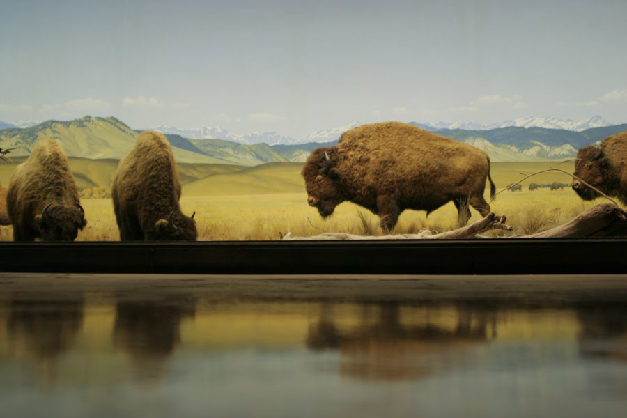 Although museum dioramas were conceived before photography and world travel