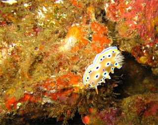 coral in Talu Island and Sinh-Sung Island