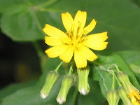 ハナニガナ（花苦菜）の花